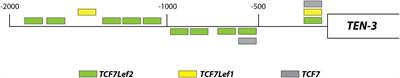 Wnt Signaling Upregulates Teneurin-3 Expression via Canonical and Non-canonical Wnt Pathway Crosstalk